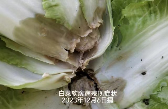 1701762946032090847.jpg