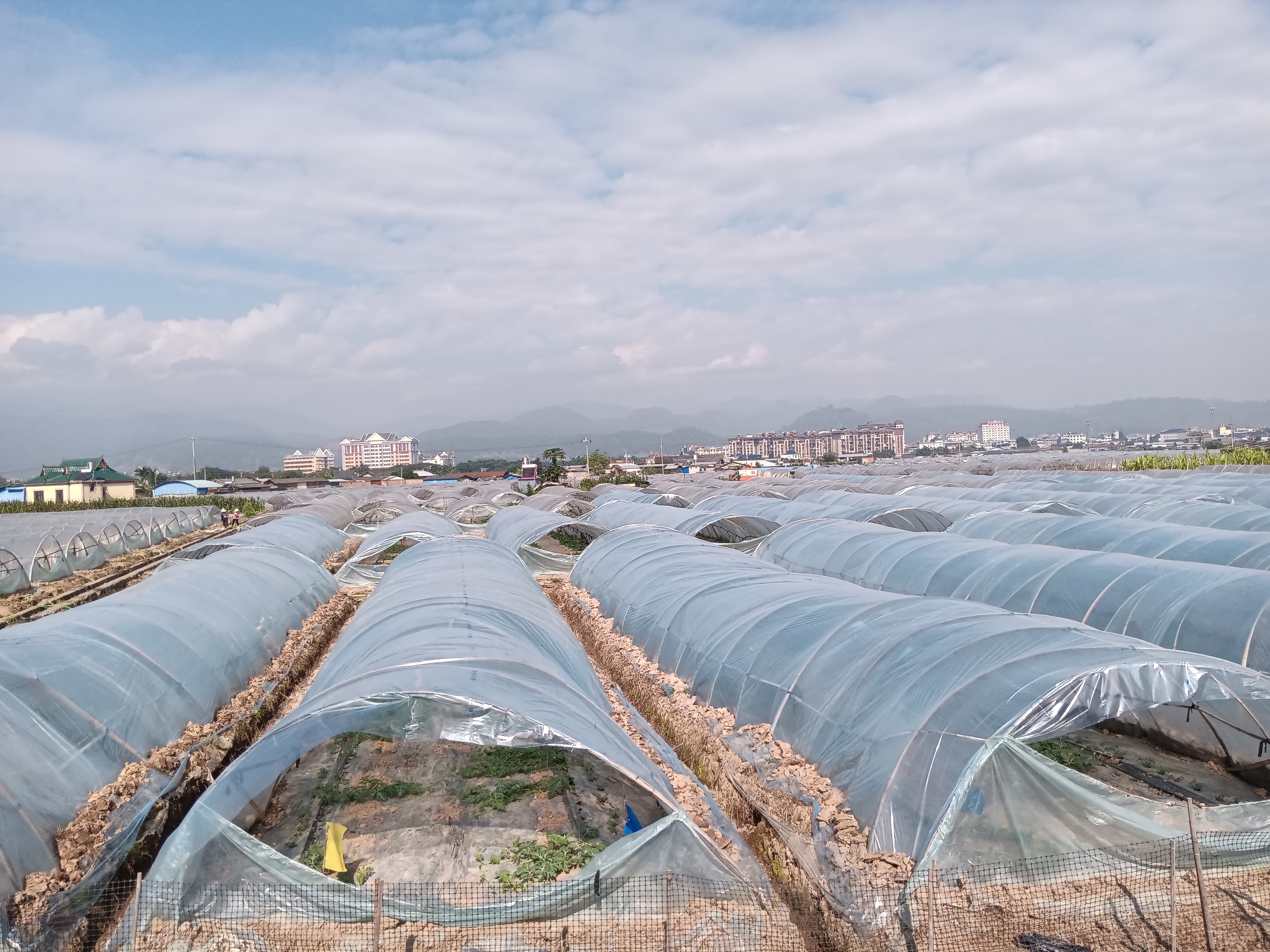 图1.孟连县大棚小型西瓜种植图片.jpg