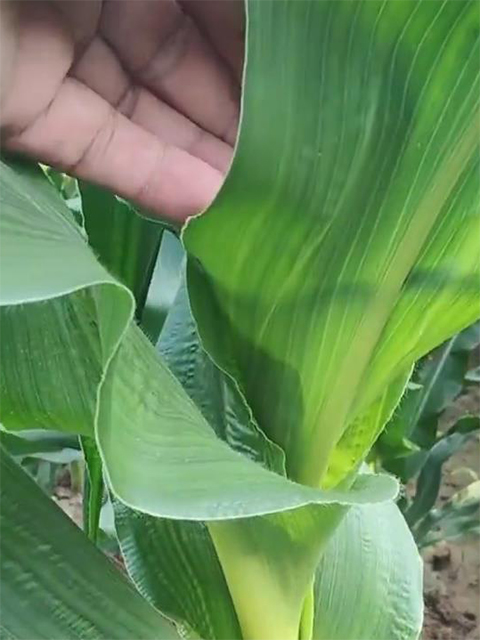 图2.玉米控旺剂药害症状：玉米植株上部比下部粗，出现了明显的头重脚轻。（2023年7月13日摄）.jpg