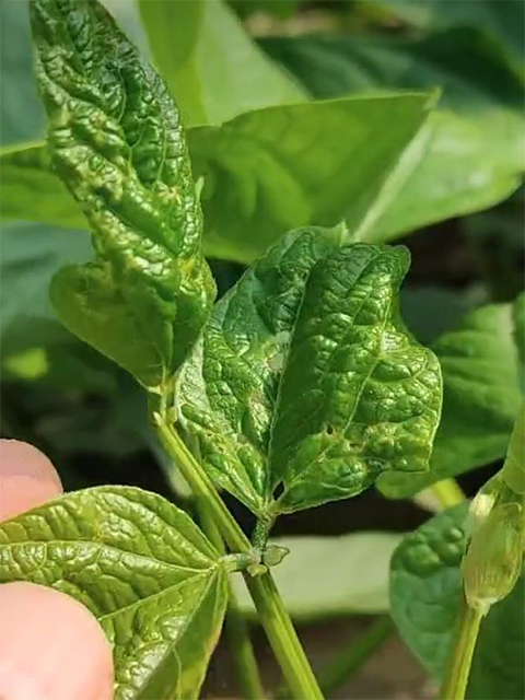 图2.蓟马造成豆角茎节萎缩、叶片畸形。（2023年6月1日摄）.jpg