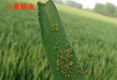 图片4.小麦蚜虫.png