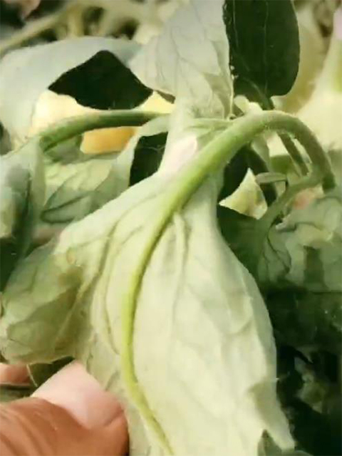 图4.番茄枯萎病引起的萎蔫，发病初期中午症状最明显。（2023年6月13日摄）.jpg
