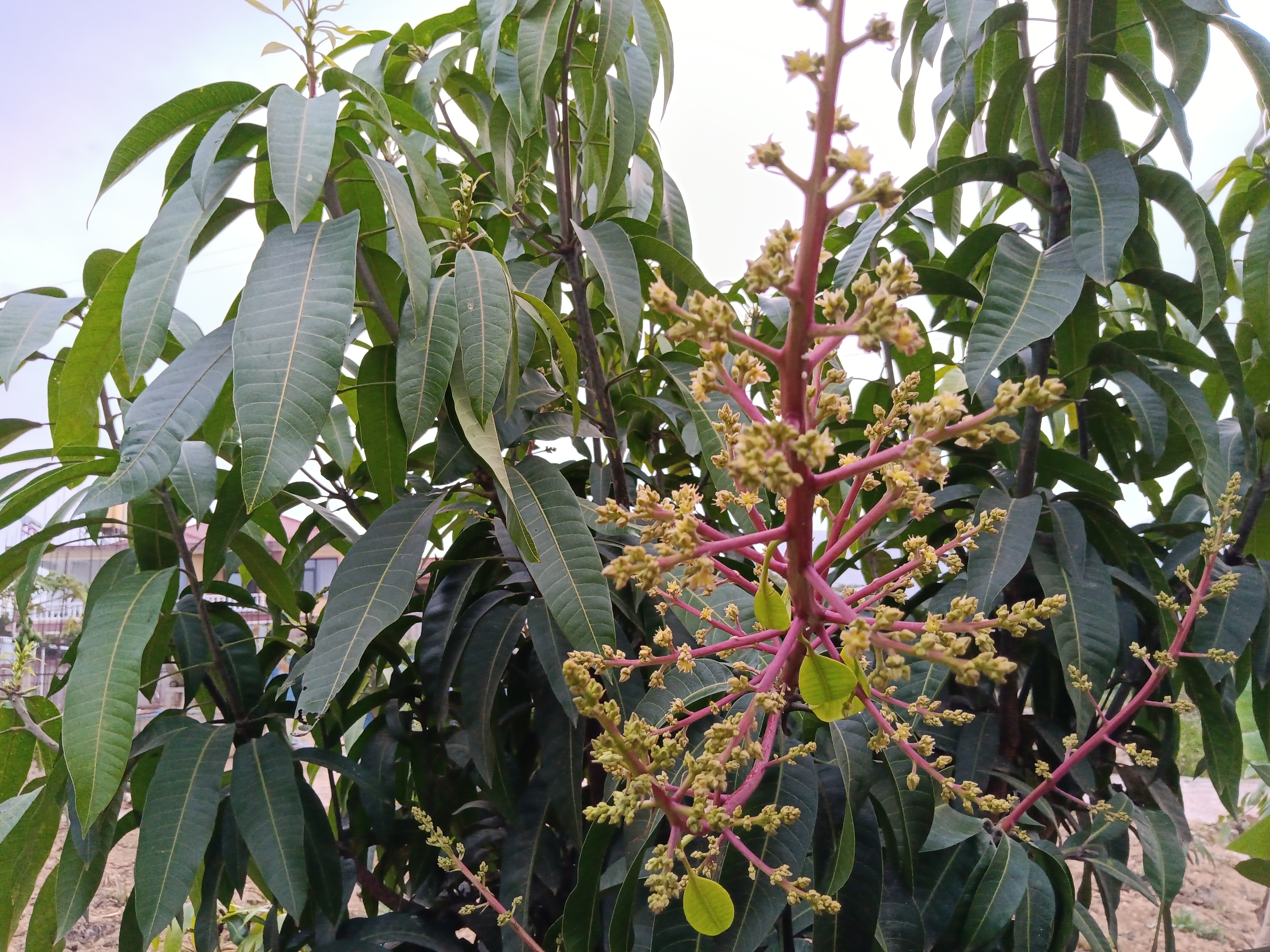 图2.正在开花的芒果树图片.jpg