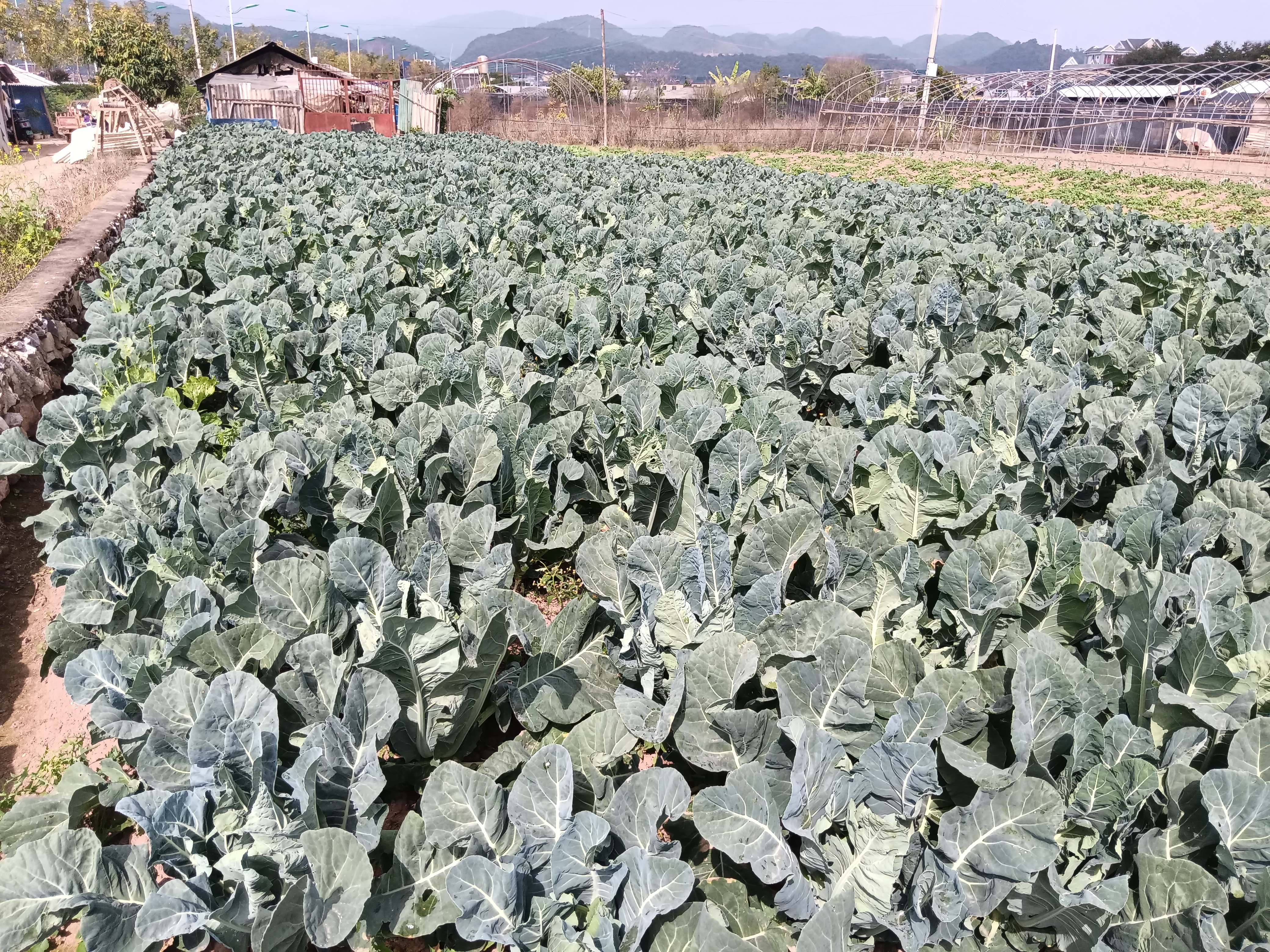 图1.孟连县花椰菜图片.jpg