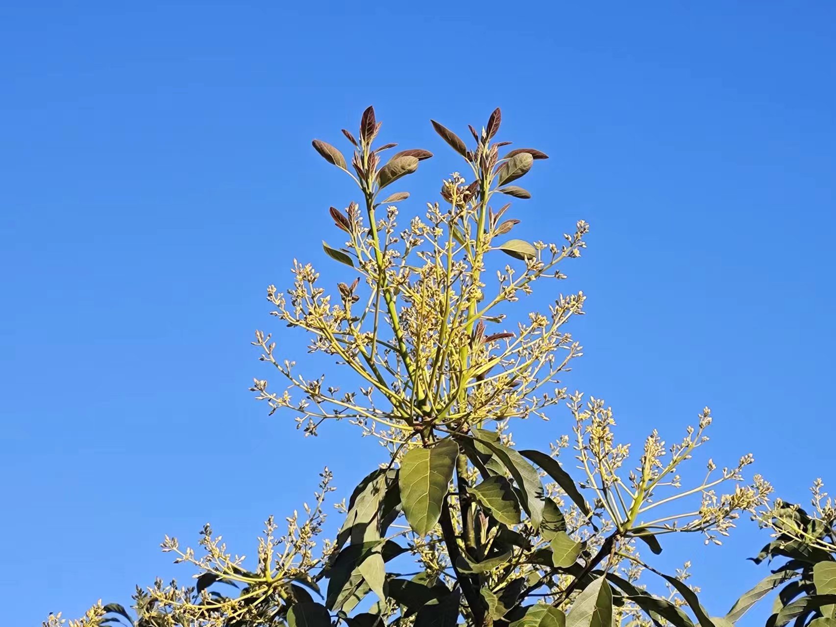 图2.孟连县牛油果（油梨）花图片.jpg