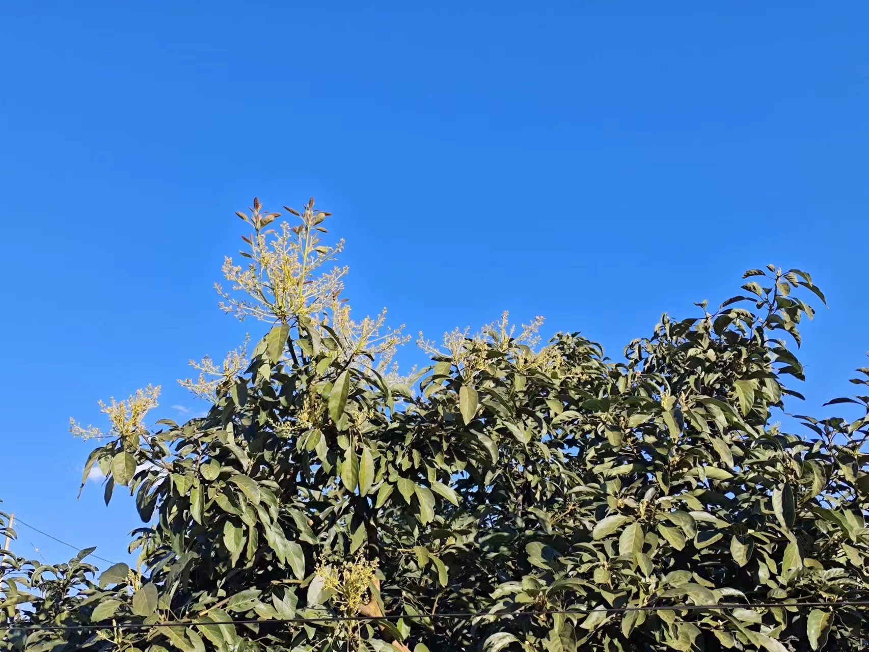 图3.孟连县牛油果（油梨）开花图片.jpg