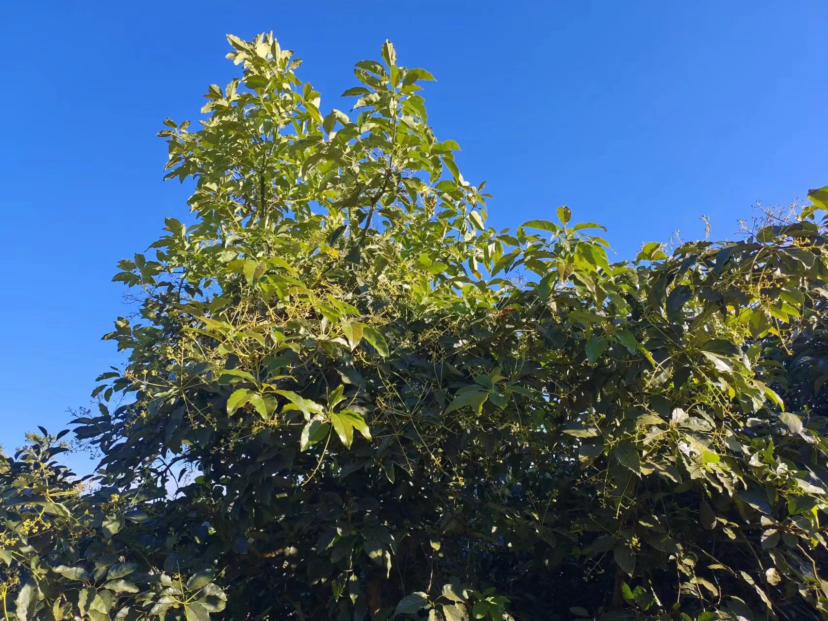 图4.孟连县牛油果（油梨）开花图片.jpg