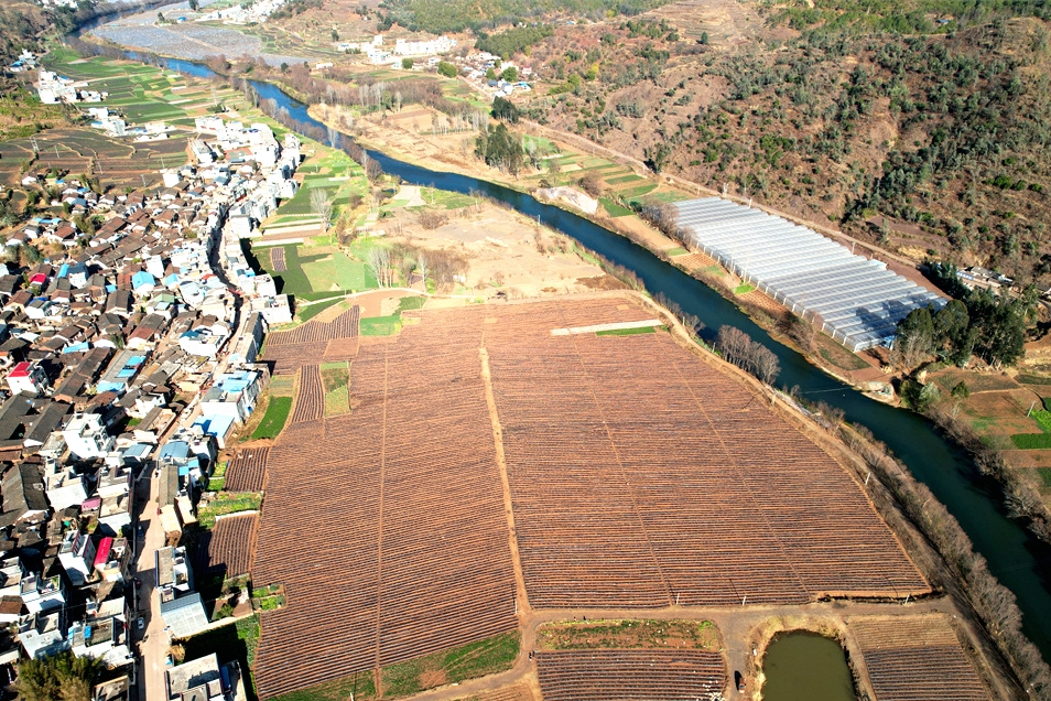 图1.松花菜种植（2024年2月25日  摄）.jpg