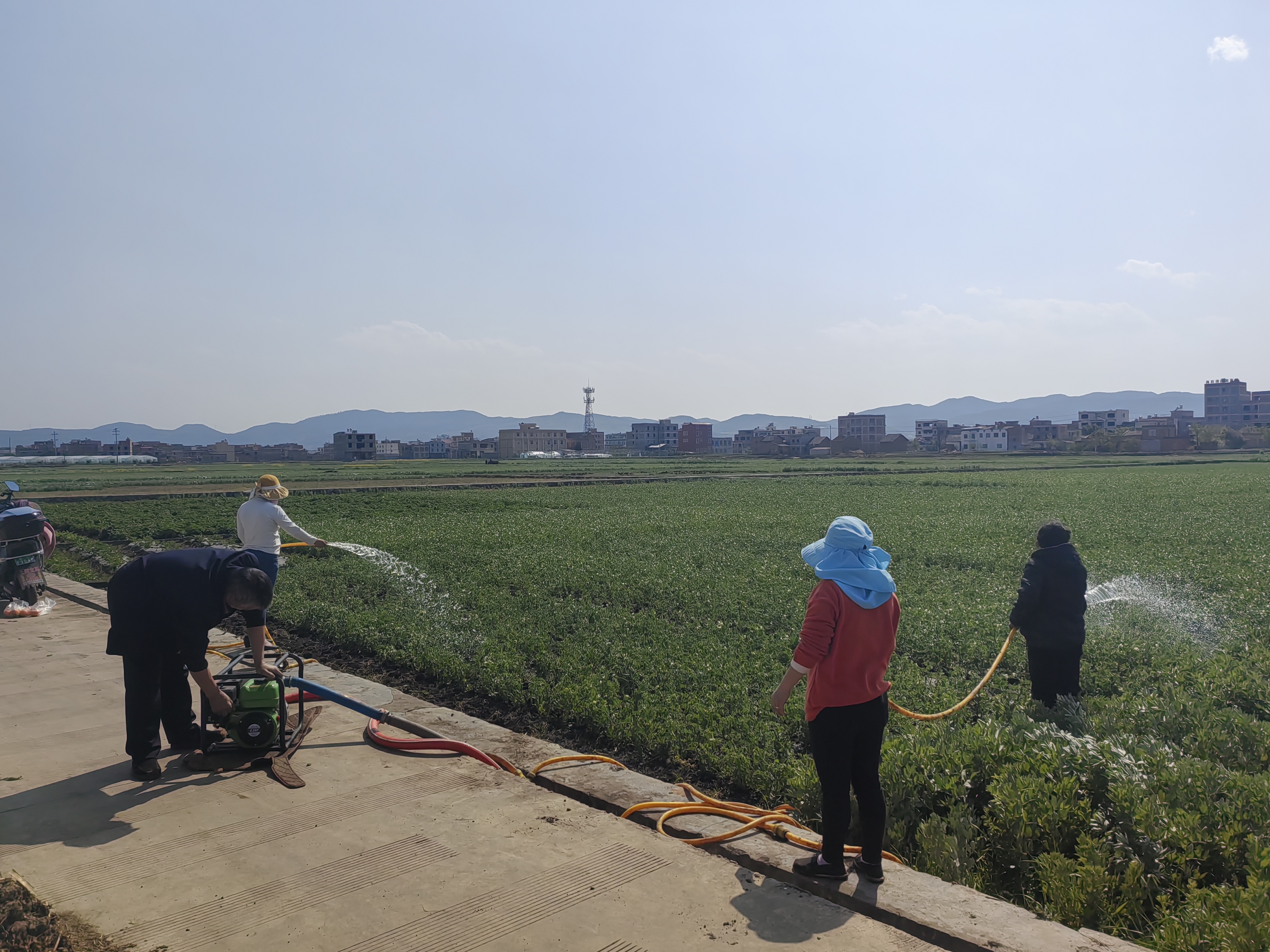 图1.鲜食豌豆抽水浇灌现场（2024年4月7日摄）.jpg