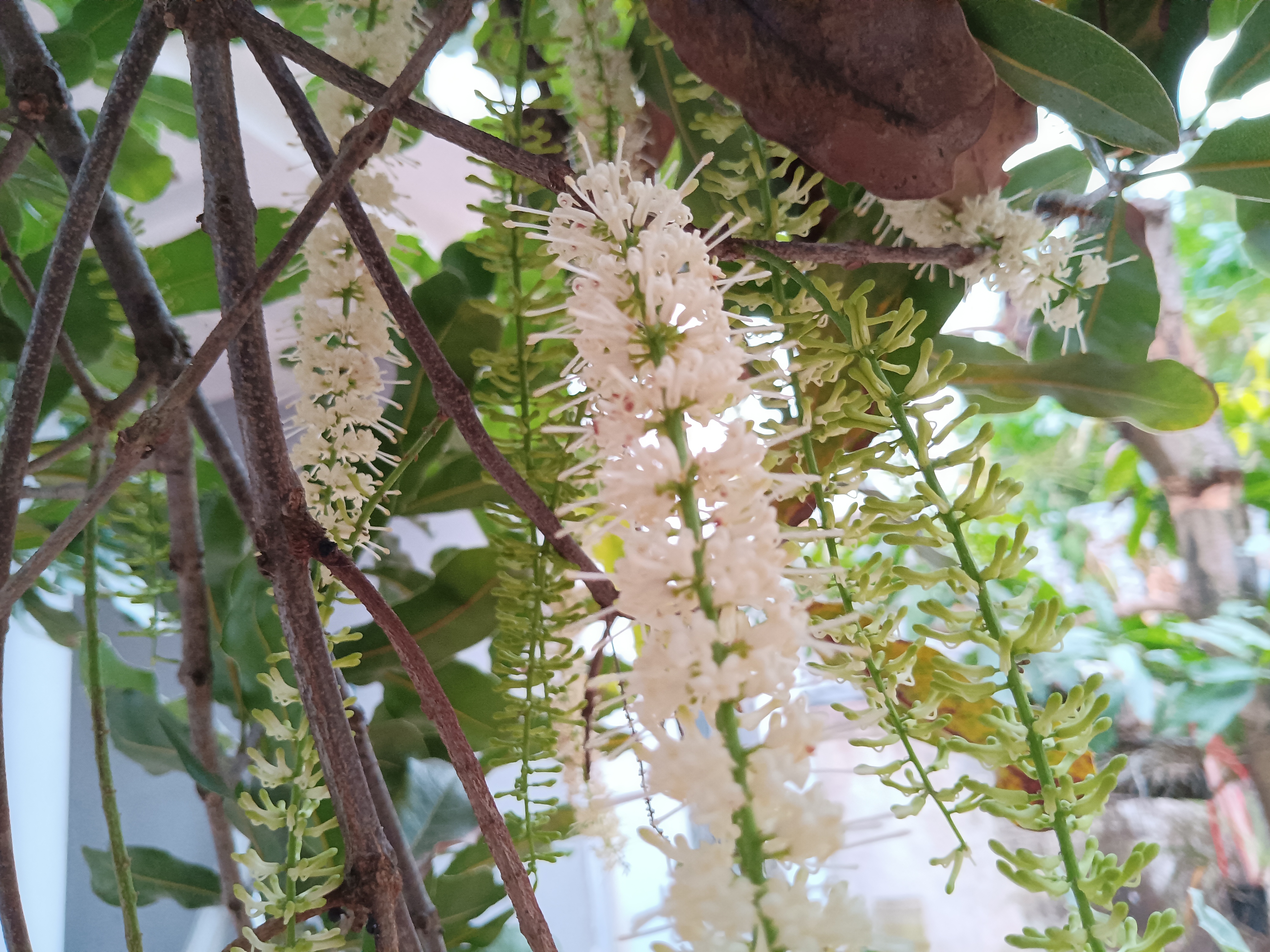 图3.盛开的澳洲坚果花.jpg