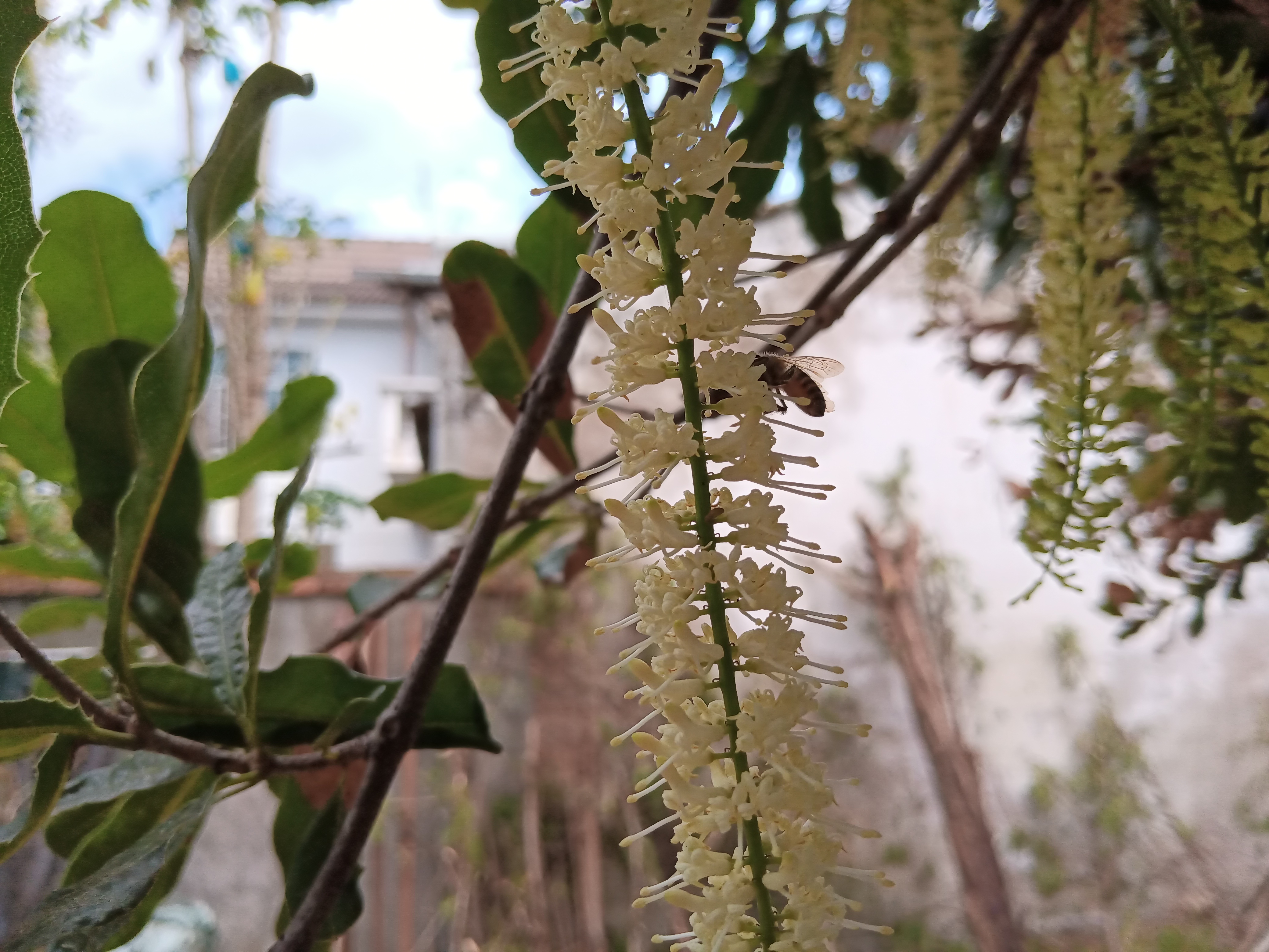 图4.蜜蜂正在为澳洲坚果花授粉.jpg