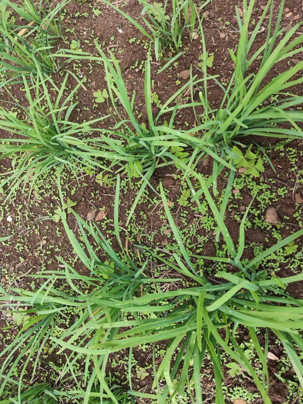 韭菜管理不到位，造成产量不高。（2024年4月22日拍摄）.jpg