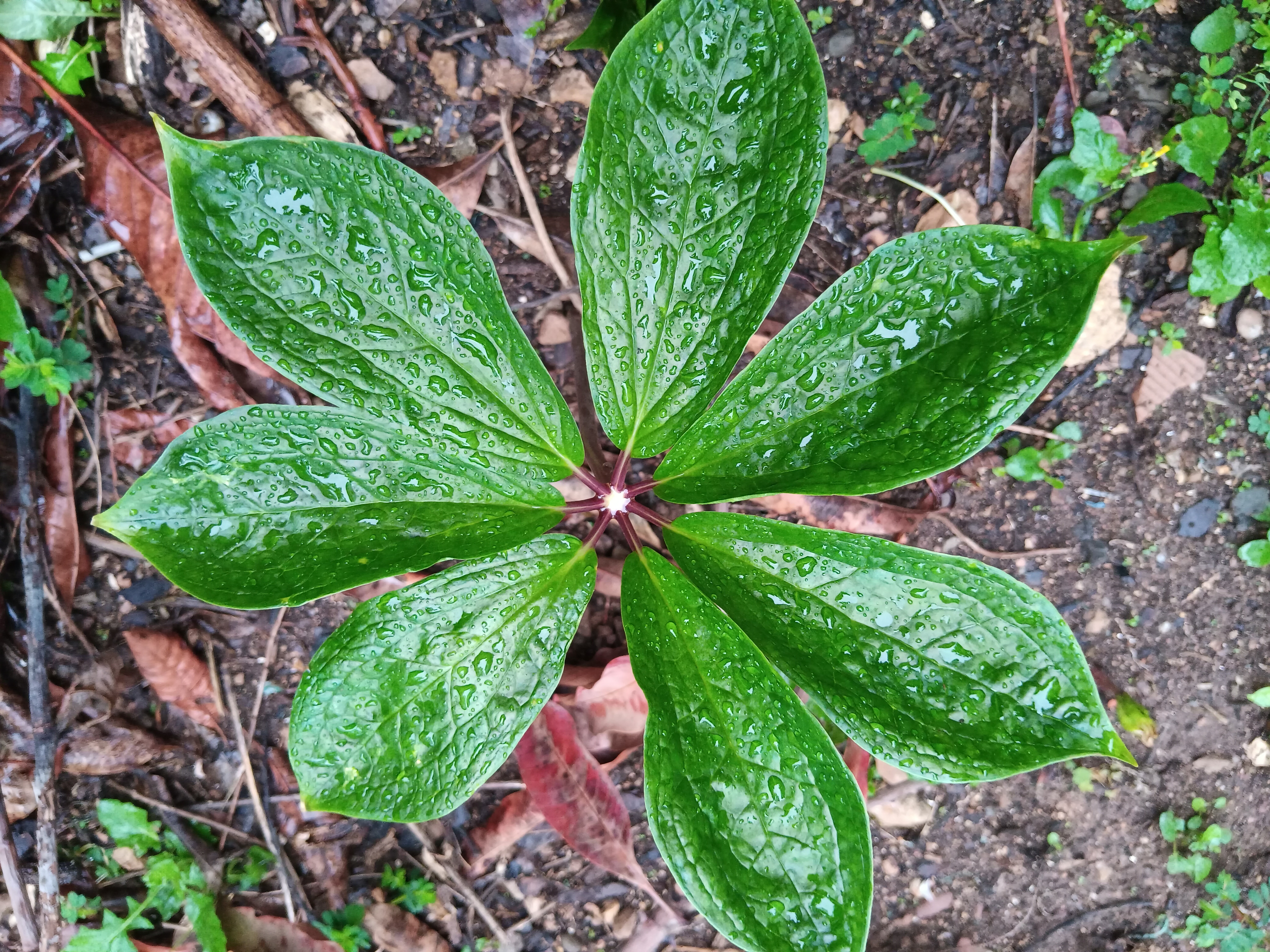 图5.未开花的重楼.jpg