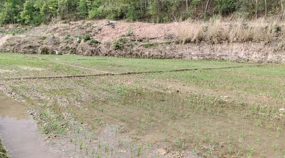 田块灌水.jpeg