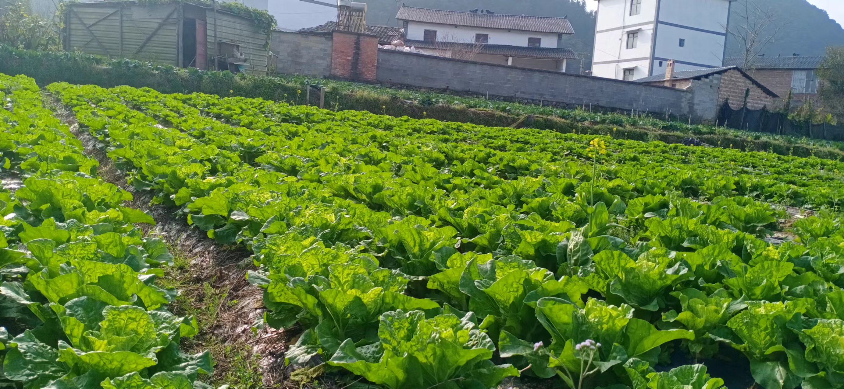 图：马夹冲蔬菜种植基地种植白菜（2024年4月20日摄）.jpg