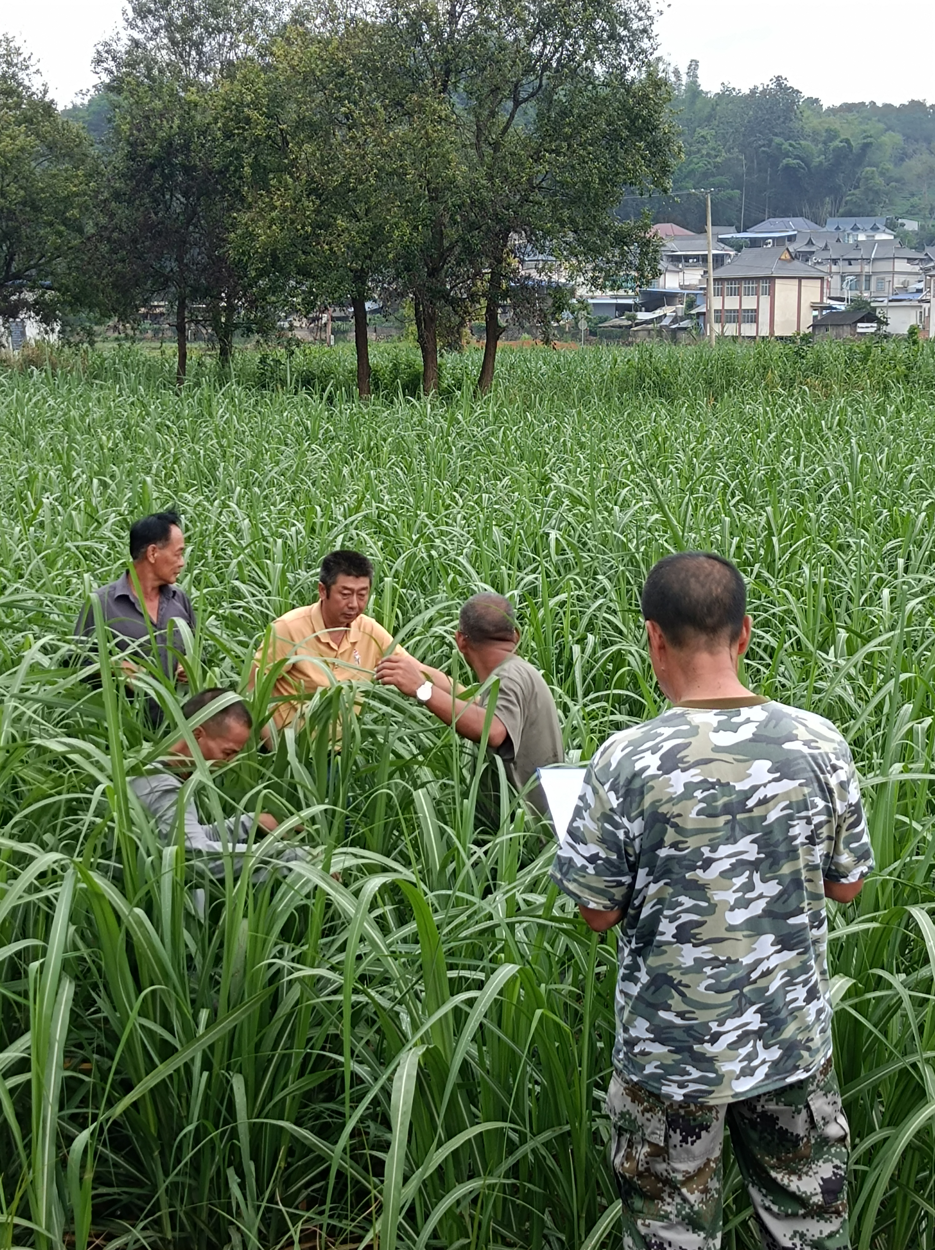图1.孟连县经作站甘蔗苗期病虫害调查图片.jpg