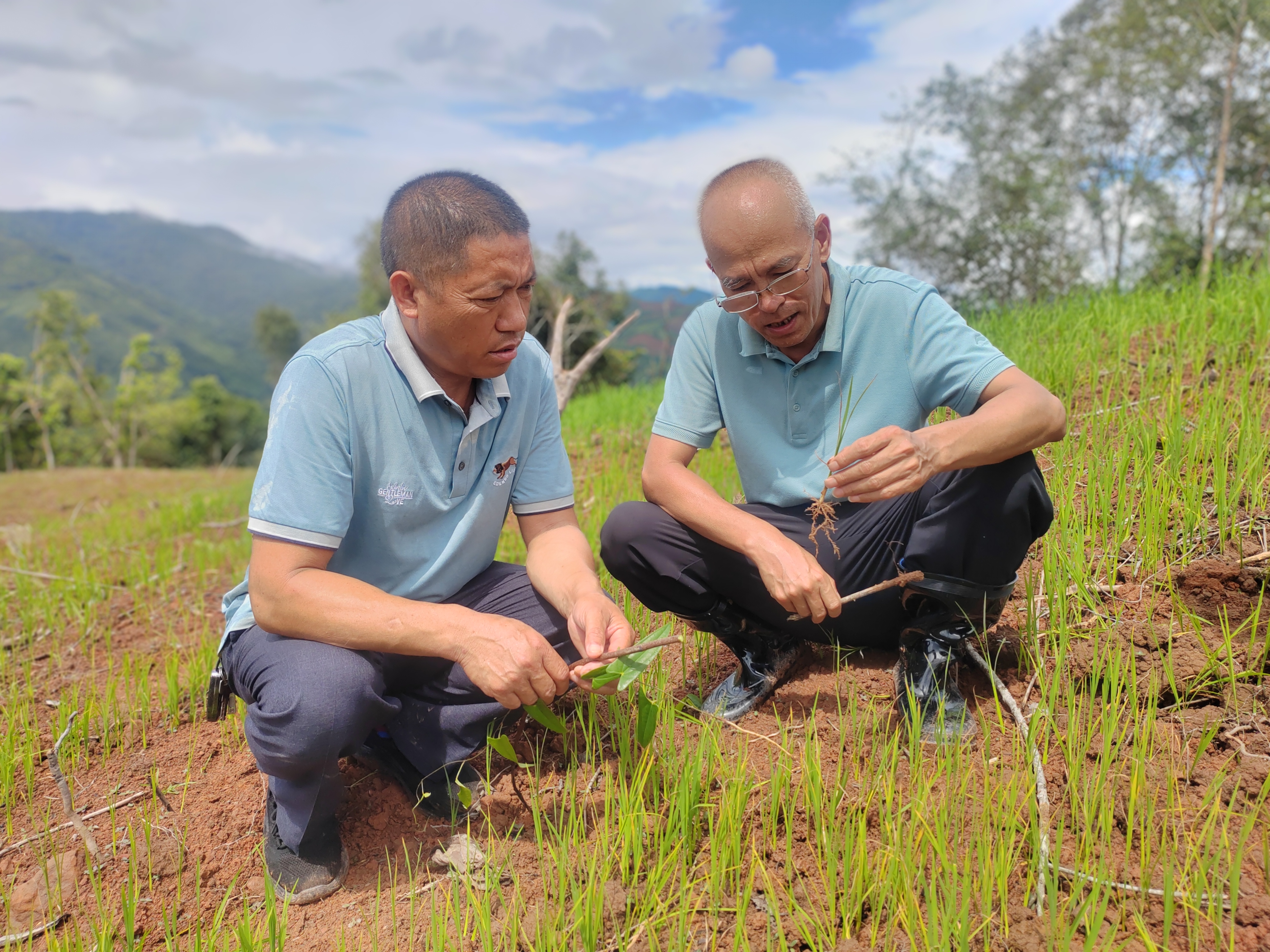景洪市种植专家到旱稻地里指导农户生产管理（2024年6月28日摄）.jpg