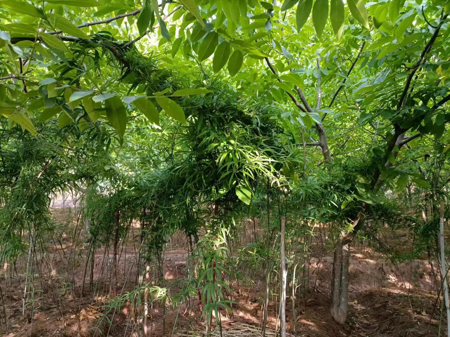 图1.核桃树下种植的滇黄精。（2024年6月28日摄）.jpg