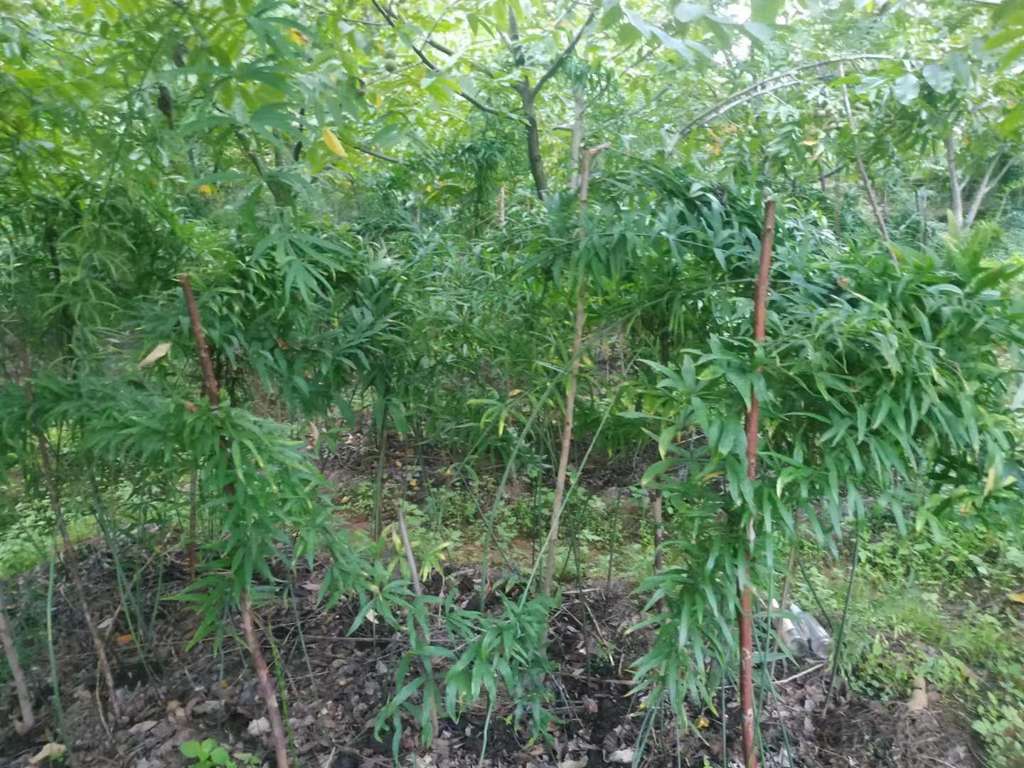 图2.林下种植的滇黄精。（2024年6月28日）.jpg