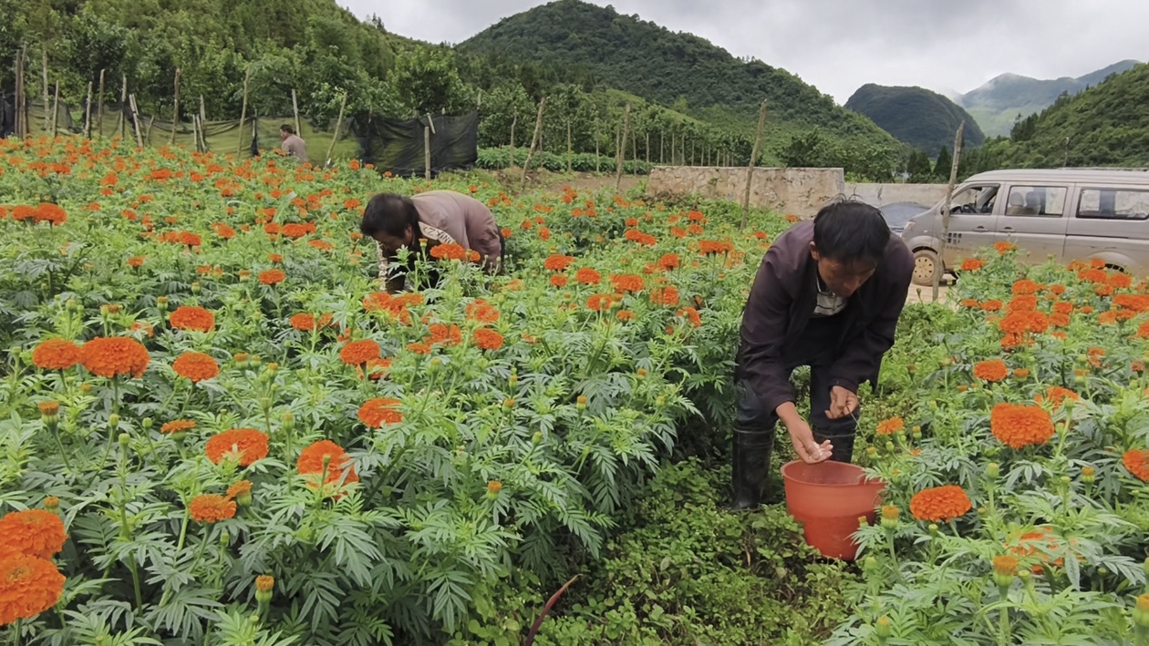 图2.万寿菊花期田间施肥（2024年7月2日摄）.jpg