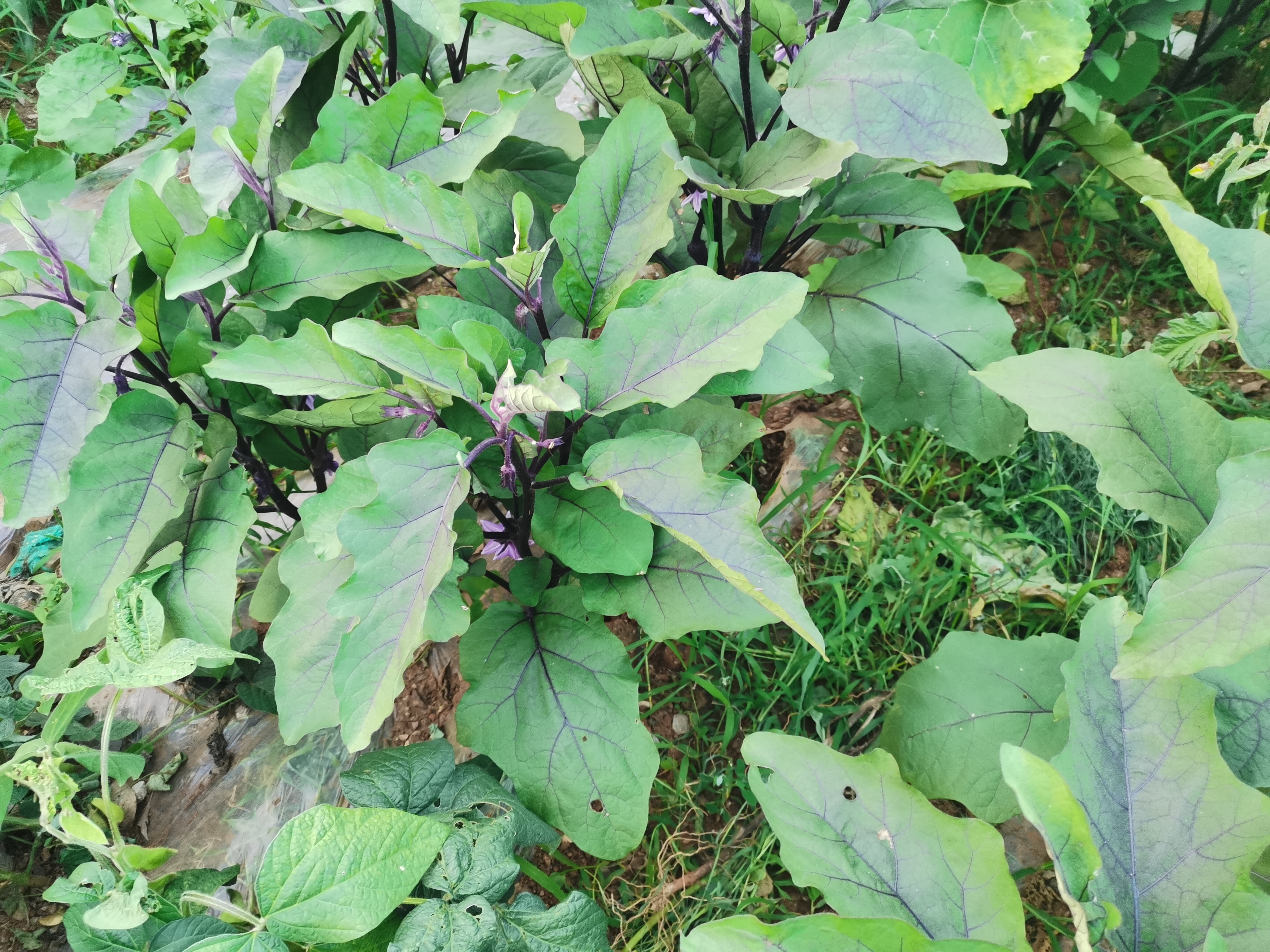 图1.茄子开花结果期长势情况（2024年7月7日摄）.jpg