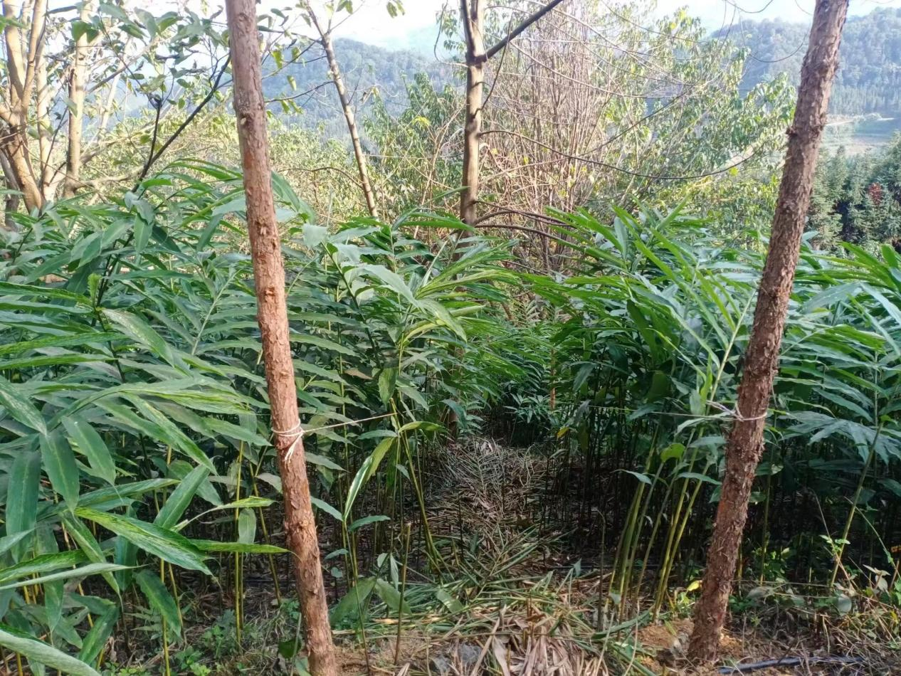 图2：群众种植砂仁（2024年5月9日摄）.png