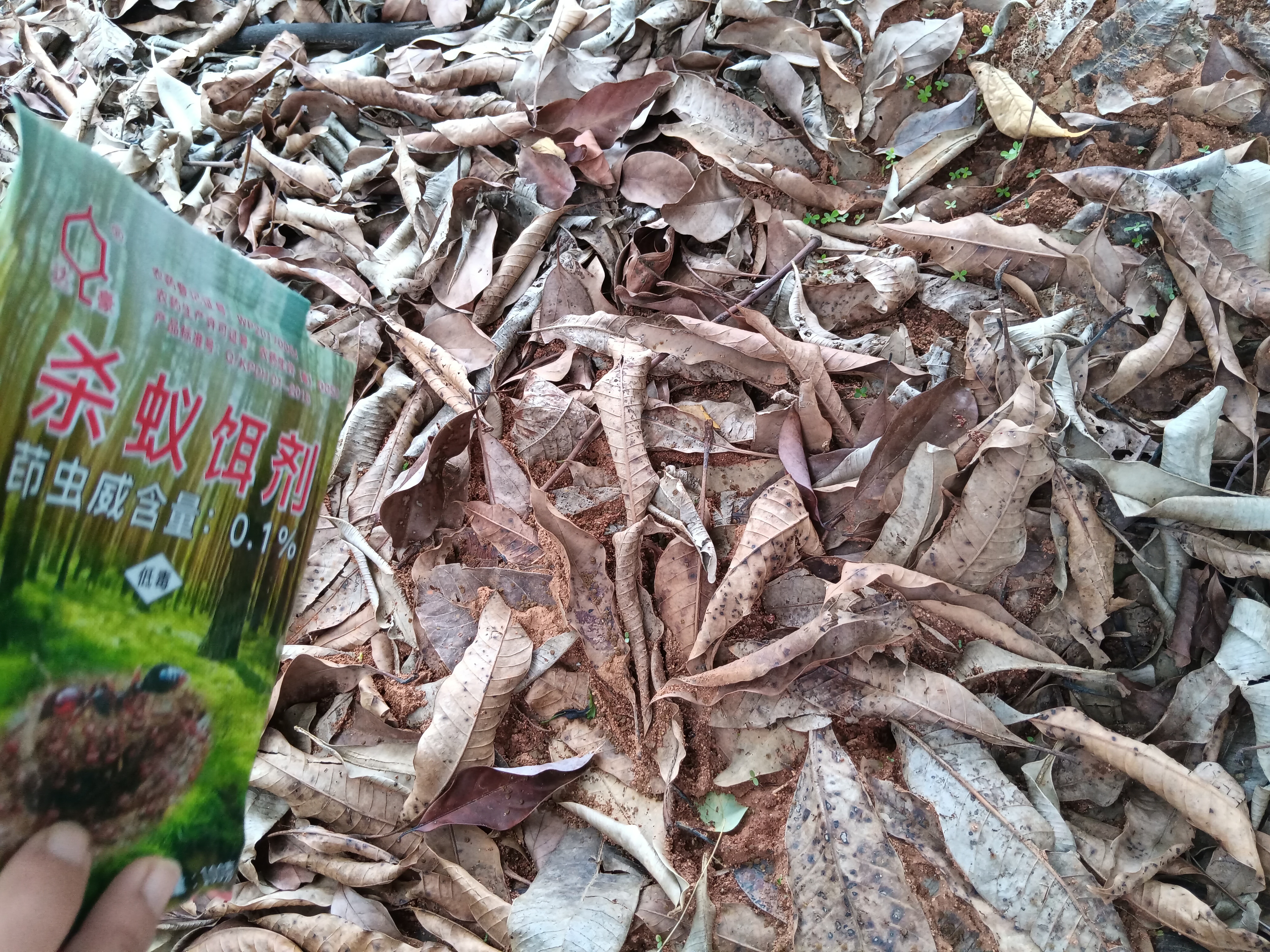 图2.在蚁穴四周撒0.1%茚虫威饵剂.jpg