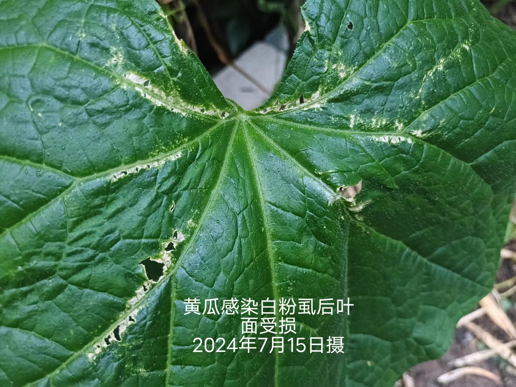 bde7611e9d9a1600250c7c22eddfb0c.jpg