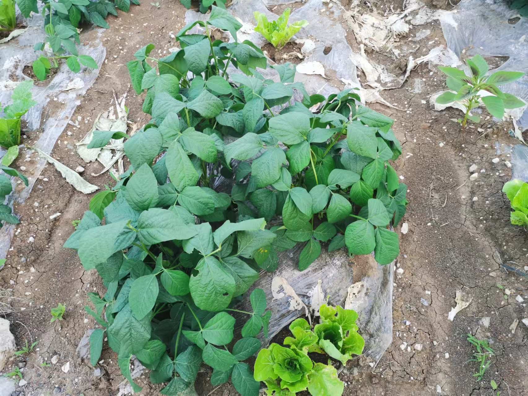 图1.大豆开花结荚期情况（2024年7月18日摄）.jpg