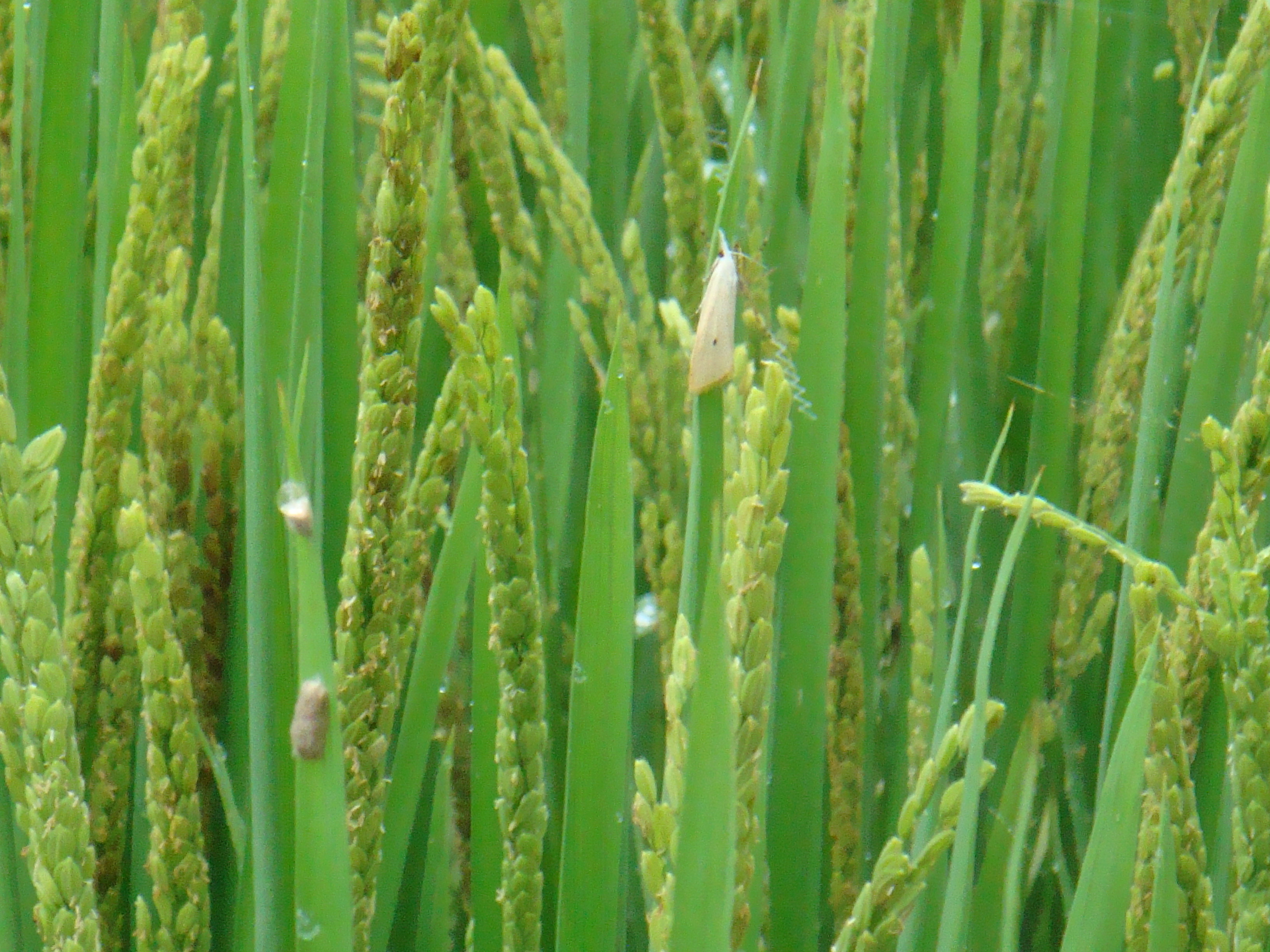 图3：水稻抽穗期三化螟成虫及卵块（2010年8月2日摄）.jpg