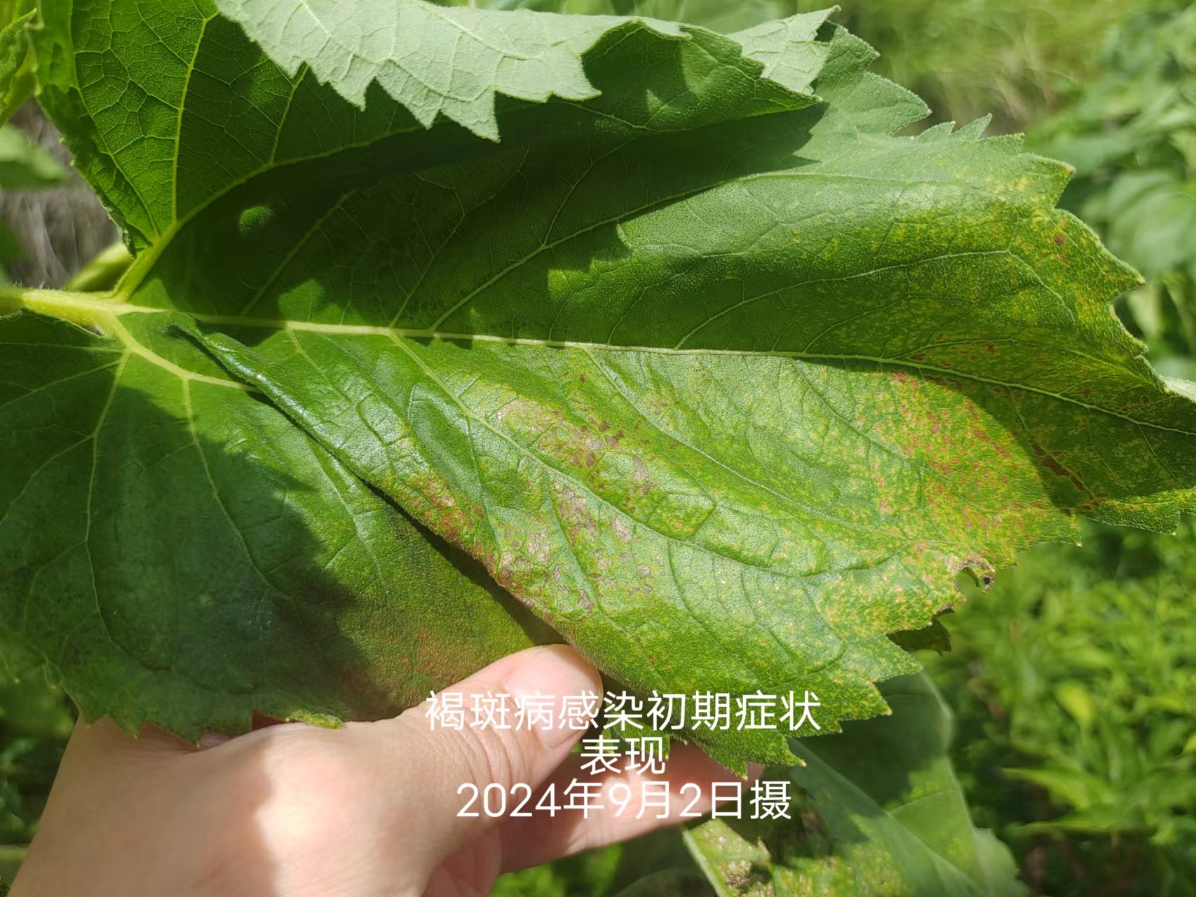 fe74a4b1ee8ed6179414d5d93e559a9.jpg