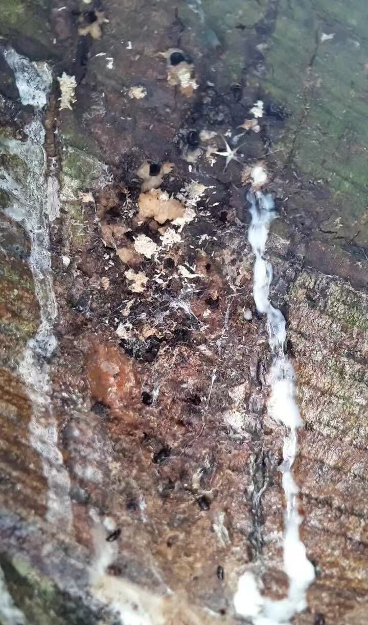 图4.小蠹虫危害产生的粉末和流胶.jpg
