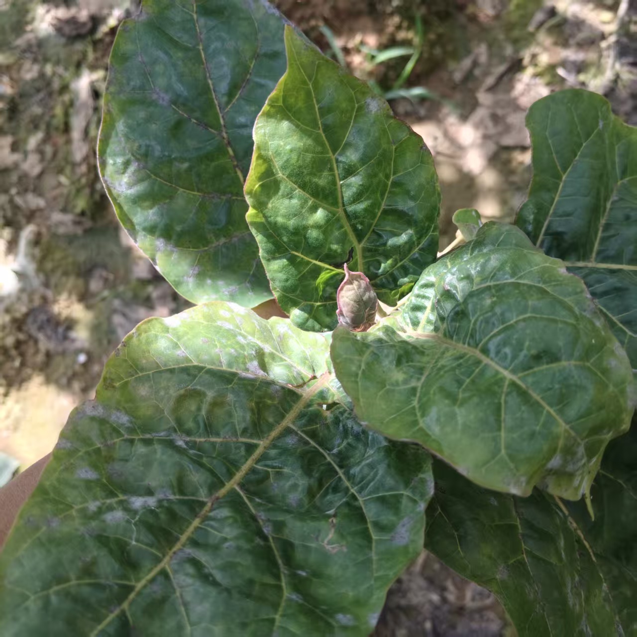 大树酸茄.jpg
