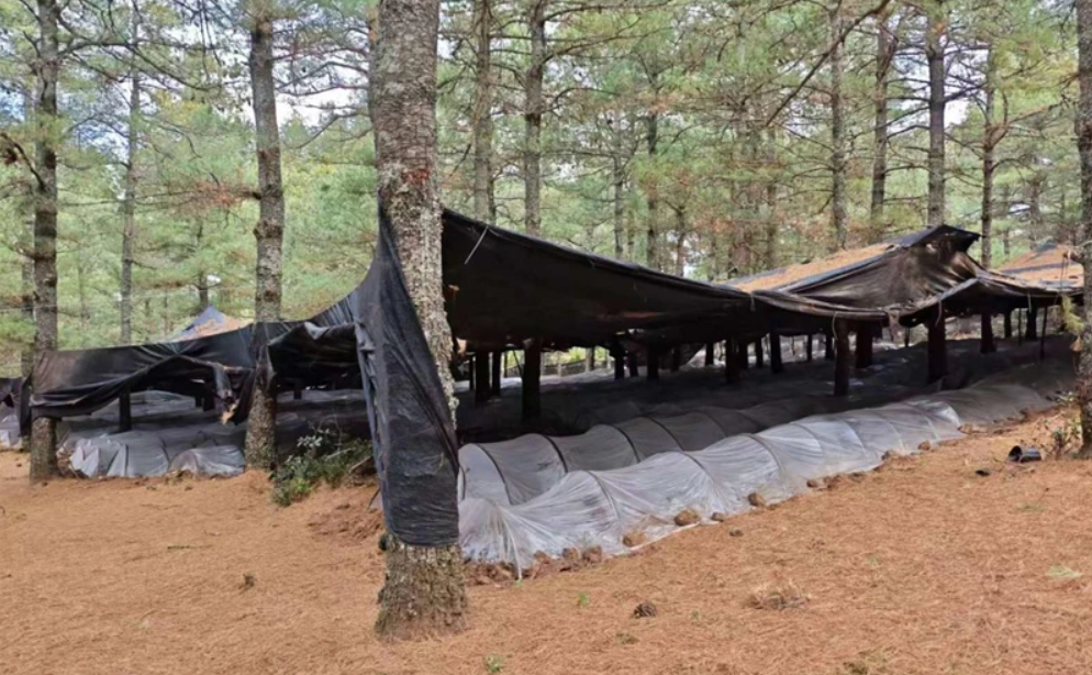 1773627582174071581.jpg 1773627582174071581.jpg