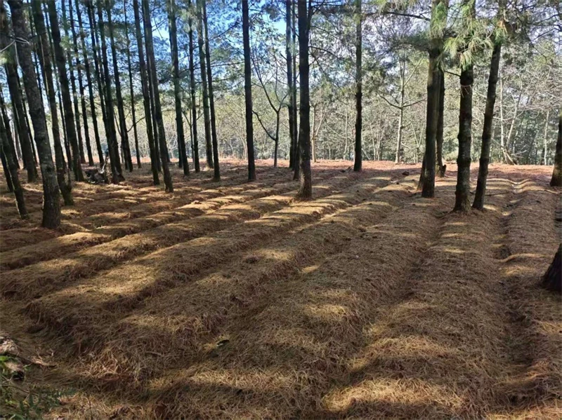 1773627632528029994.jpg 20260313110157586.jpg