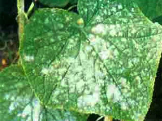 u=2406344849,1091517741&fm=26&gp=0