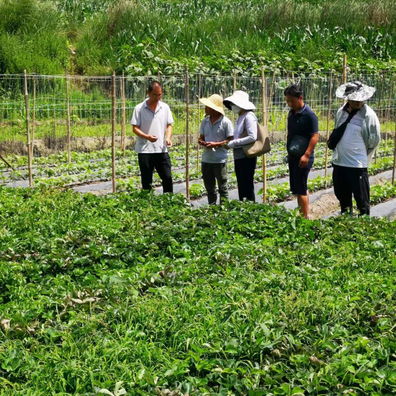 图2.专家给出草莓栽种建议.jpg